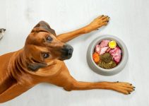 Comment sont fabriquées les croquettes bio pour chien ?