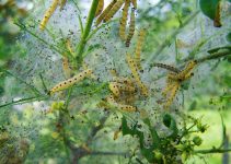 Comment se débarrasser des termites ?