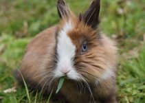 Pourquoi mon lapin nain est-il dressé sur les pattes arrière, oreilles droites ?